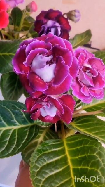 цветущая красота 🌹😍🙏 #глоксинии #цветыдлядома #бутоны смотреть онлайн