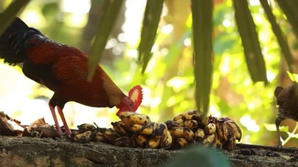 Цейлонская джунглевая курица Gallus lafayettii