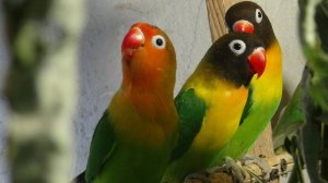 Неразлучники Фишера, размножение.