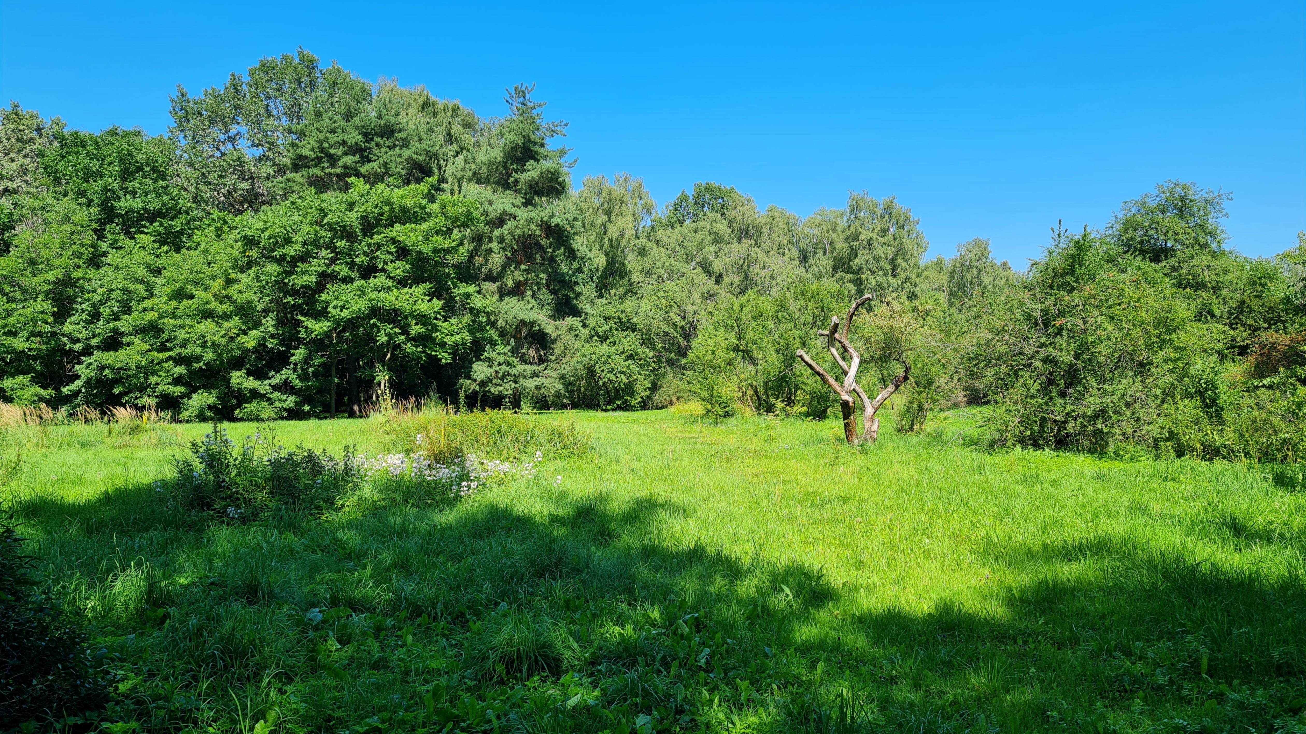 Прогулка с телефоном по бот саду 27-07-2025