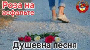 🔥Дворовая песня из Юности🔥 Душевная и лиричная песня "Роза на асфальте" - СССР и Ностальгия!!!