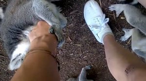 ASMR | Лемуры вылизывают меня | Lemurs licking me