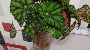 Переукоренение бегонии. Размножение бегонии декоративно-лиственной.