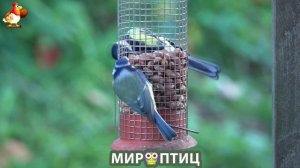 Мир птиц – красота и грация пернатых созданий Природы 🦩🦚🦜 Выпуск (394) 🦉🐦🐤