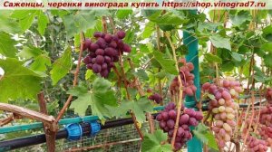 Виноград 3.08.2025- Велюр. Раннего срока созревания с красивым цветом ягод и средней силой роста.