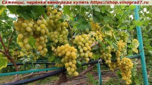 Виноград 3.08.2025- СУПЕР ЭКСТРА, одна из самых надежных и ультраранних. Сладкая с крупными гроздями