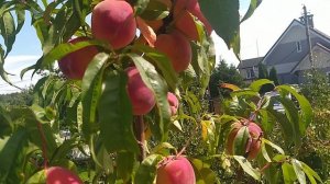 Персик Инка