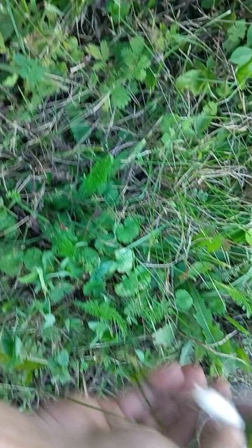 Шампиньоны снова появились. смотреть онлайн