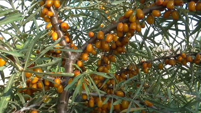 Облепиха ЧУЙСКАЯ