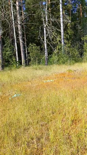 Красоты болот смотреть онлайн