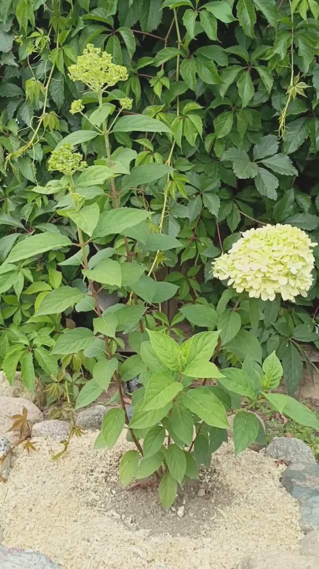 Размножаю гортензию метельчатую