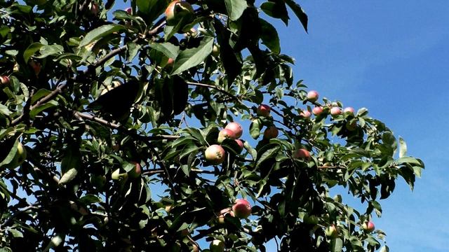 Лидия Усольцева Яблочный спас🍎 смотреть онлайн