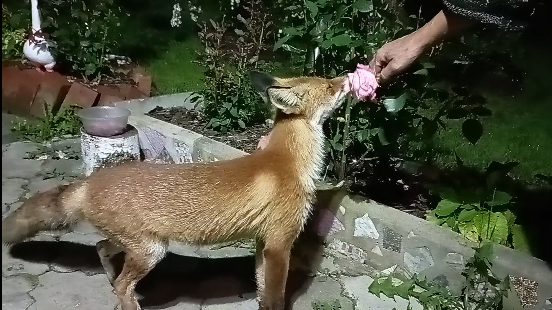 (1091) Лиса приходит в гости. Август 2025 смотреть онлайн