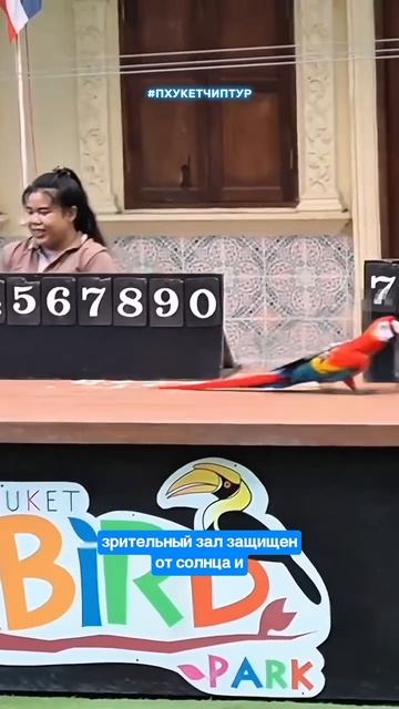 🐦 Необычное развлечение для всей семьи!Парк птиц на Пхукете ждёт вас каждый день с 10 до 17.✨ смотреть онлайн