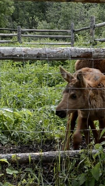 Лосята в загоне. Зюраткуль, Южный Урал. Таких красавчиков удалось заснять на Зюраткуле.