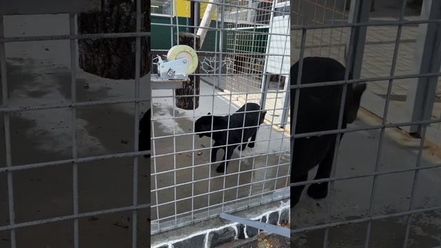 Карельский зоопарк в городе Сортавала в Карелии | Обзор животных и территории смотреть онлайн