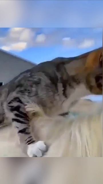 Кошка катается на лошади смотреть онлайн