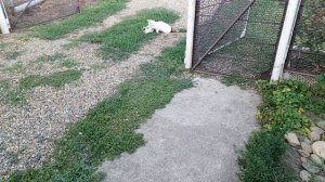 Опять чудные белые котик и кошка