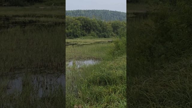 Отвод и таксация лесосек Пермский край.
