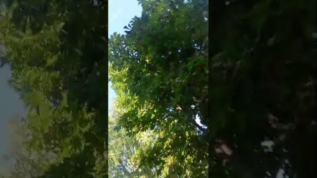 стрим на уличе