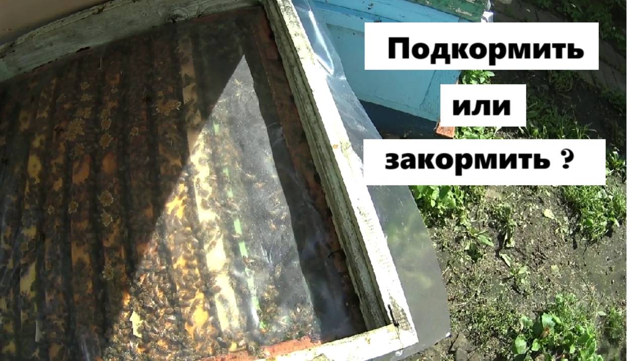 Подкармливать или закармливать пчёл 15 августа . смотреть онлайн
