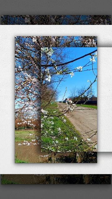Весна цветёт и пахнет) смотреть онлайн