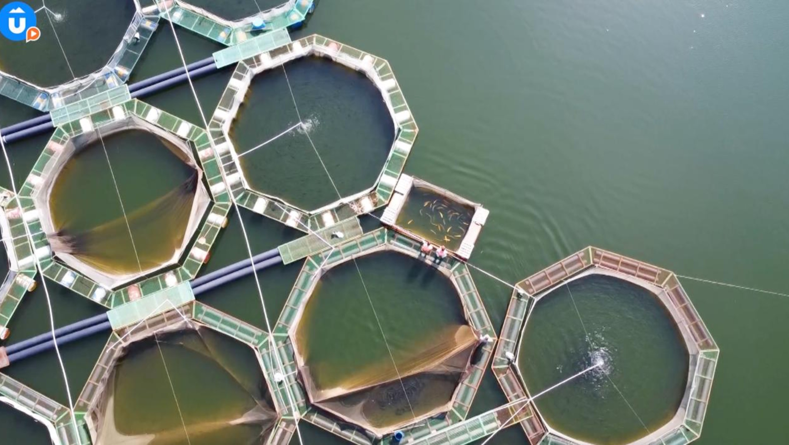 Форелевая ферма на Урале. «Навигатор Live» смотреть онлайн