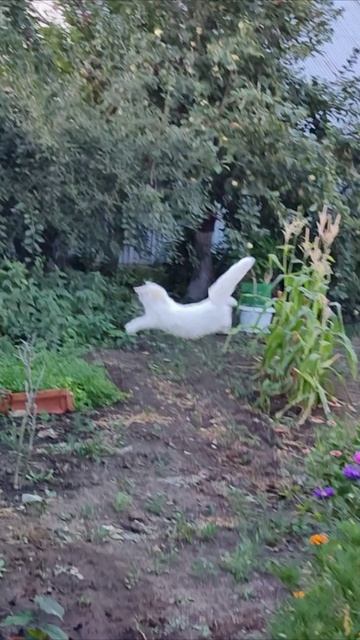 Кошка-акробат. #кошка 2 смотреть онлайн