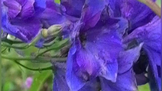 Яркие краски лета смотреть онлайн