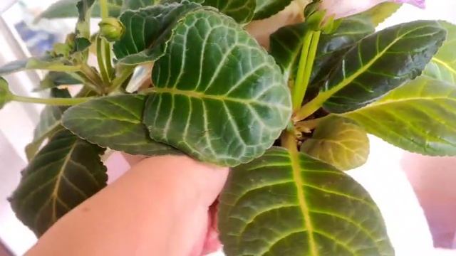 Обзор на мои цветущие глоксинии 🤗не выкинешь старое не приобретёш новое 🤦♀☺ #глоксинии смотреть онлайн