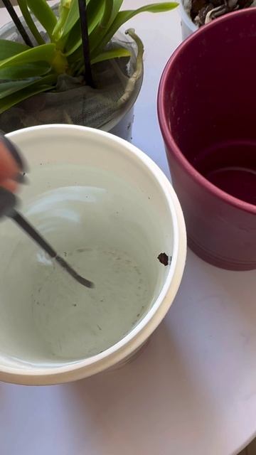 Спасаем орхидеи после пересылки!!!