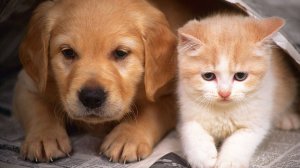 Смешные Котики