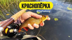 #Нахлыст | Ловля краснопёрки в середине августа |