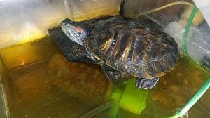 Красноухая Черепаха 🐢 утро 16-08-2025