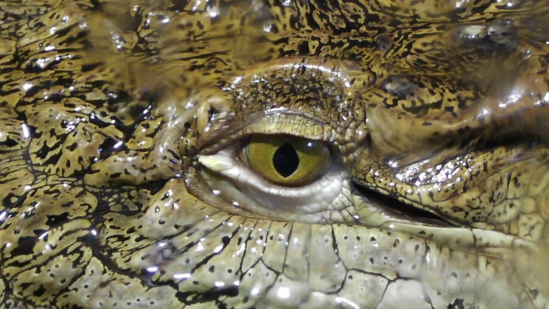 Крокодиловая ферма / Крокодиляриум в Ялте / Крым смотреть онлайн