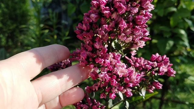 Флокс Нэйчерел Филлинг (Natural Feelings) нашем саду 2025 смотреть онлайн