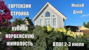 Гортензии | Купила саженцы норвежской жимолости | Дачный влог 2 - 3 августа