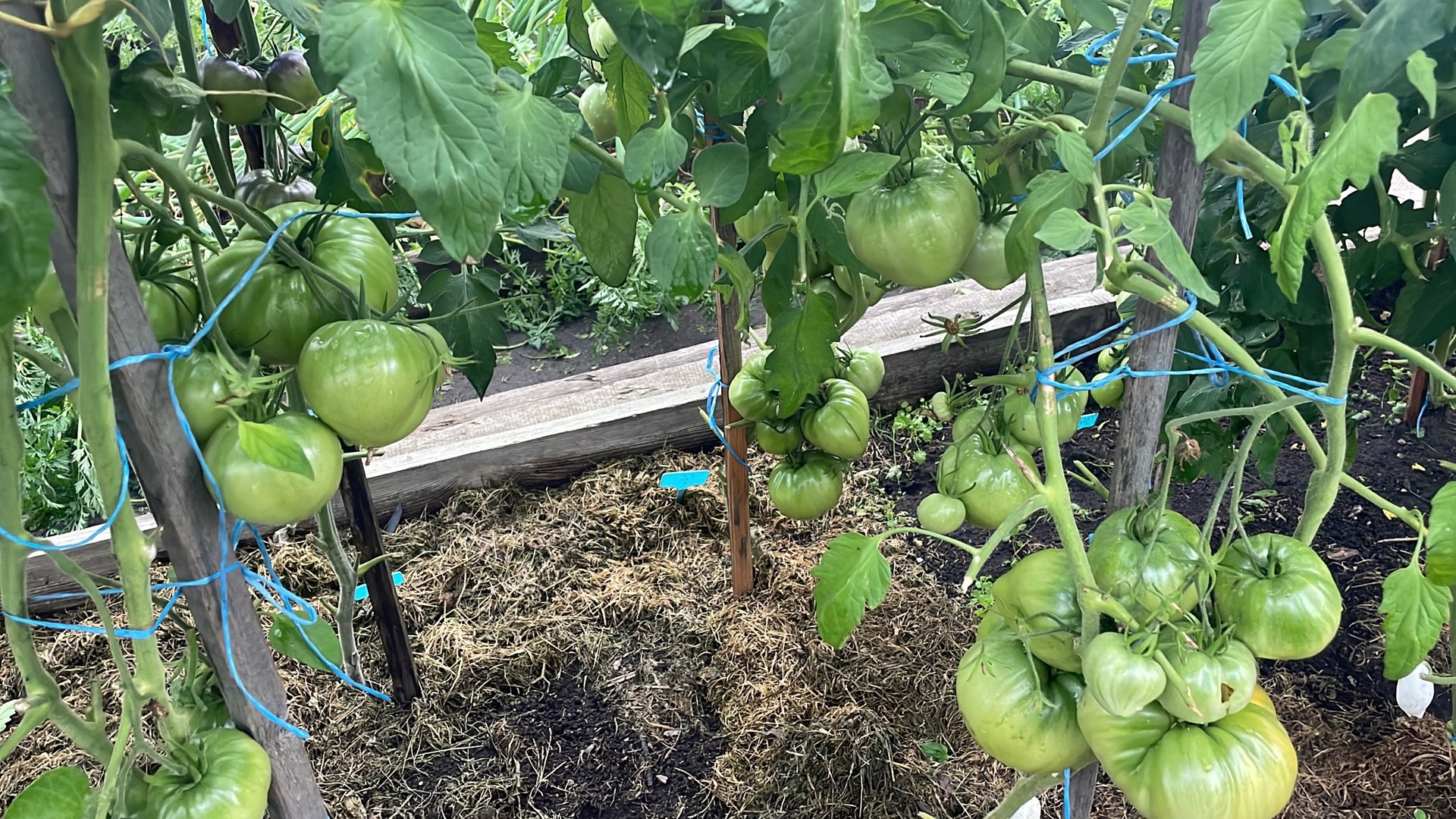 Обзор томатов в открытом грунте. Помидоры не спеют, но растут лучше, чем в теплице. смотреть онлайн