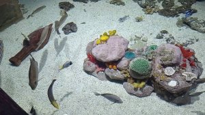 Океанариум