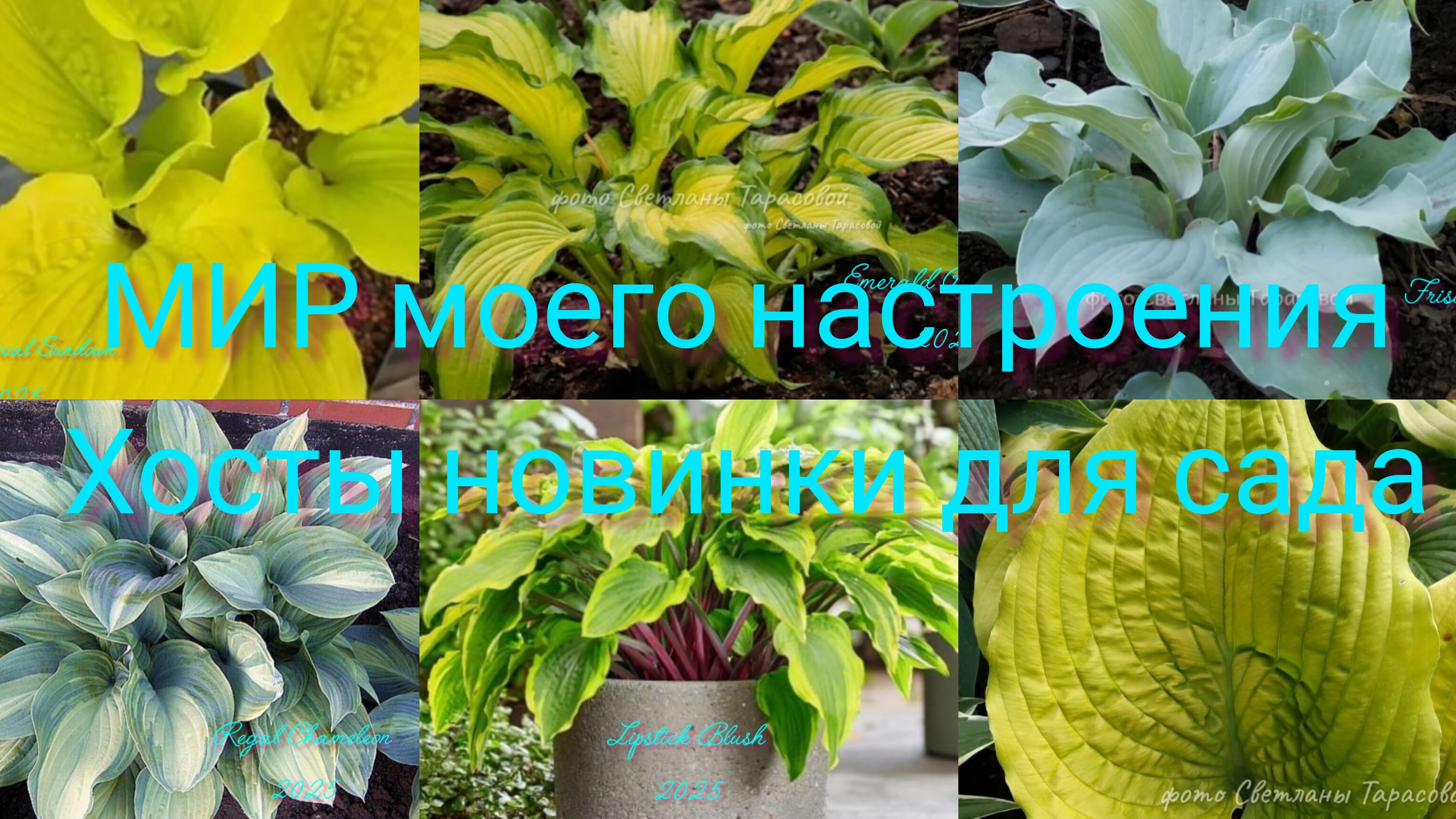 15.08.25 Новые Хосты обзор покупки для сада смотреть онлайн