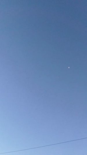 Голоса домашних крякв