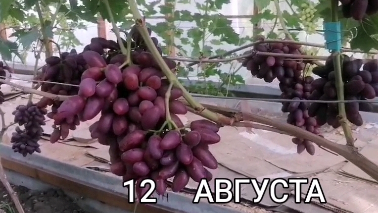 Виноград в теплице на 12.08.2025г Сибирь. смотреть онлайн