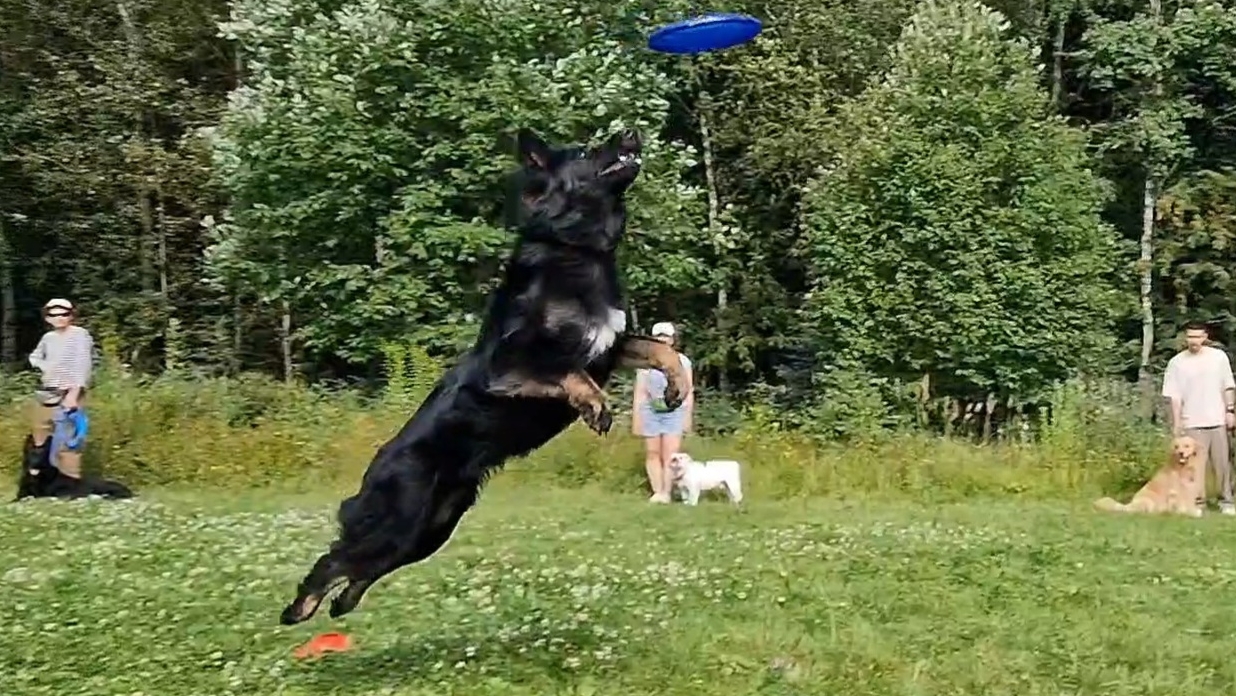 Летающие собаки. Спортивный спецкурс: дог-фрисби. Dogtrening