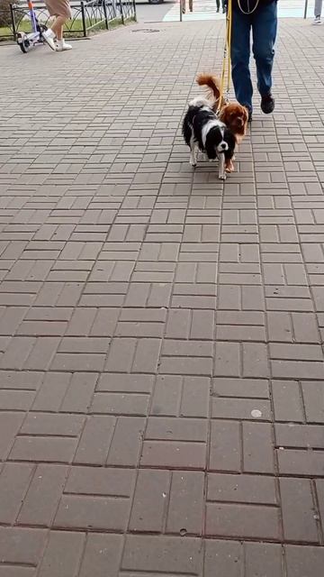 Мурино смотреть онлайн