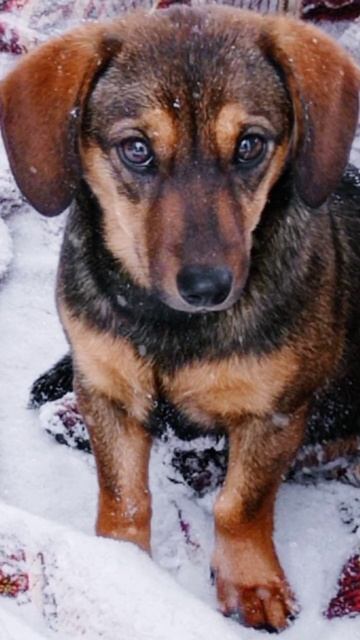my little dog смотреть онлайн