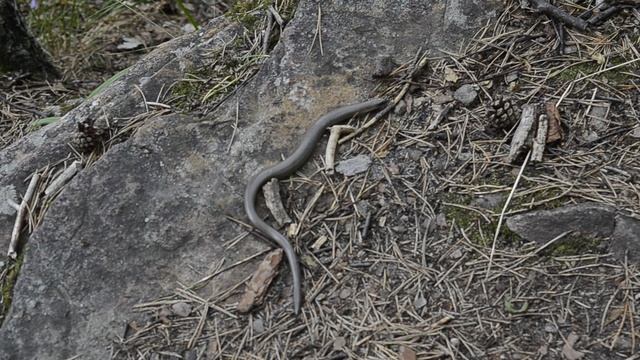Ломкая веретеница, или медяница — вид безногих ящериц из семейства веретеницевых на Таганае.