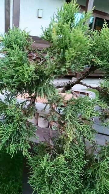 Японский сад, Краснодар смотреть онлайн
