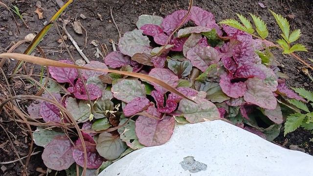 Живучки Mini Mahogany, Sugar Plum, Black Scallop 16.08.2025 от Семена для Сибири