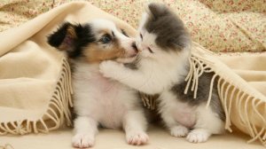 Котики и Собачки