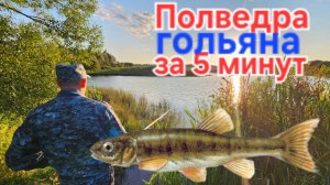 Гальян для живца(на щуку)!!! За 5 минут полведра рыбок из микропруда!!